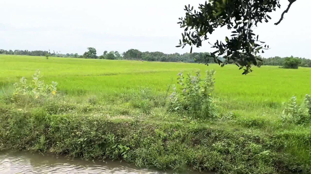 Kilinochchi | Jaffna | iranaimadu | paddy field | Framing land