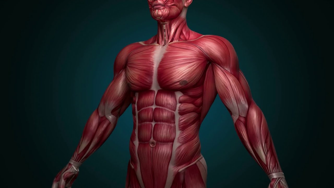 Physiology | Muscle |  lecture 1 | Part 1 | Dr.Nagi | Arabic