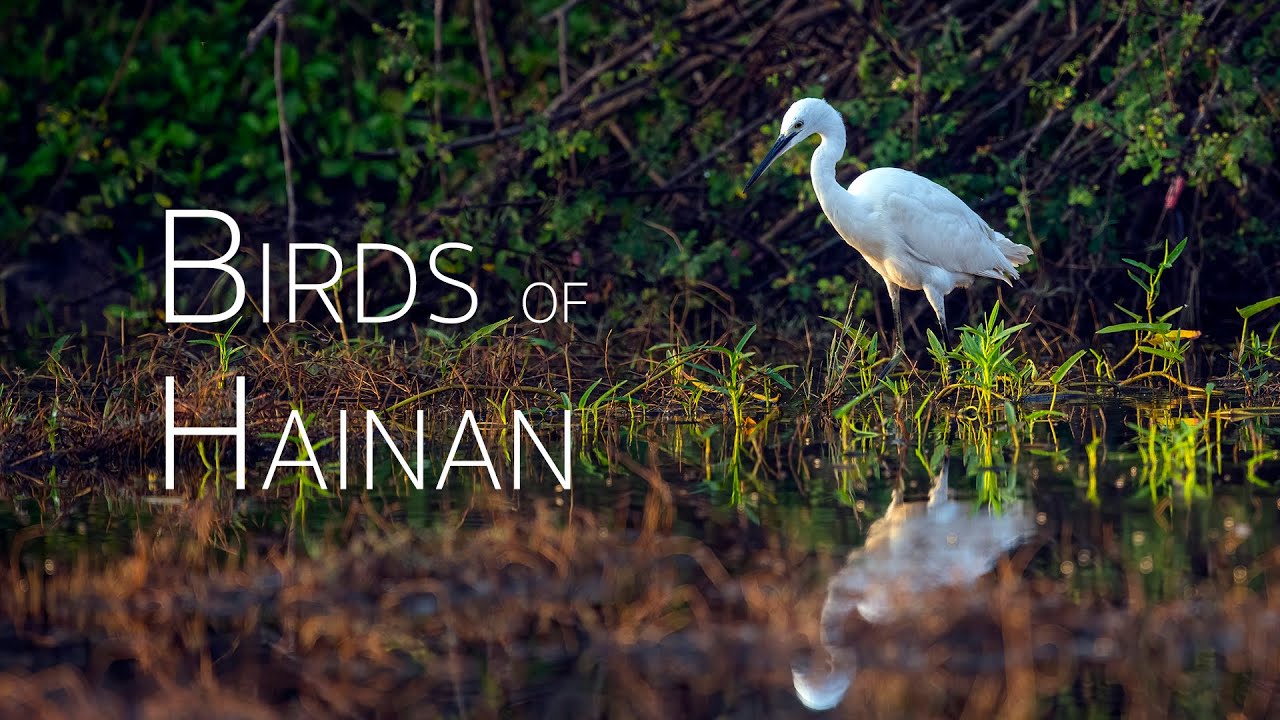 Birds of Hainan - Day 4 Part1. Small Wetland | Birding in China