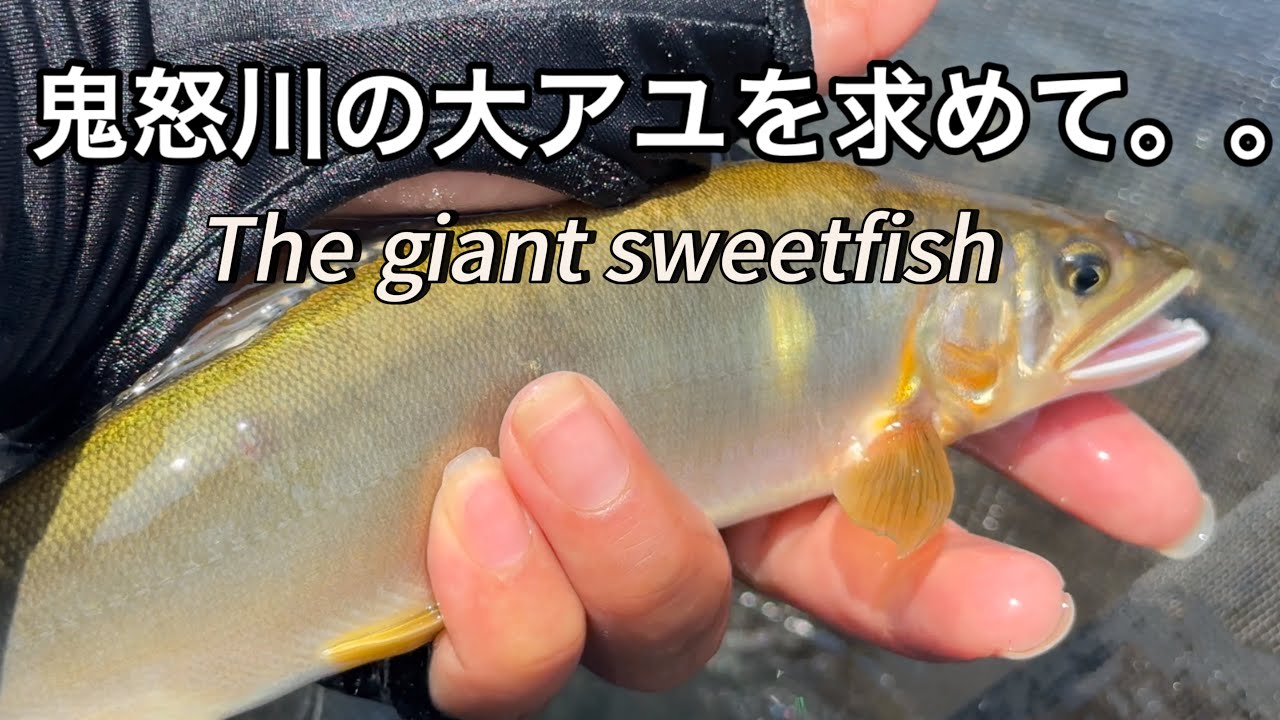 【鮎釣り】お盆の翌週は渋かった鬼怒あゆ