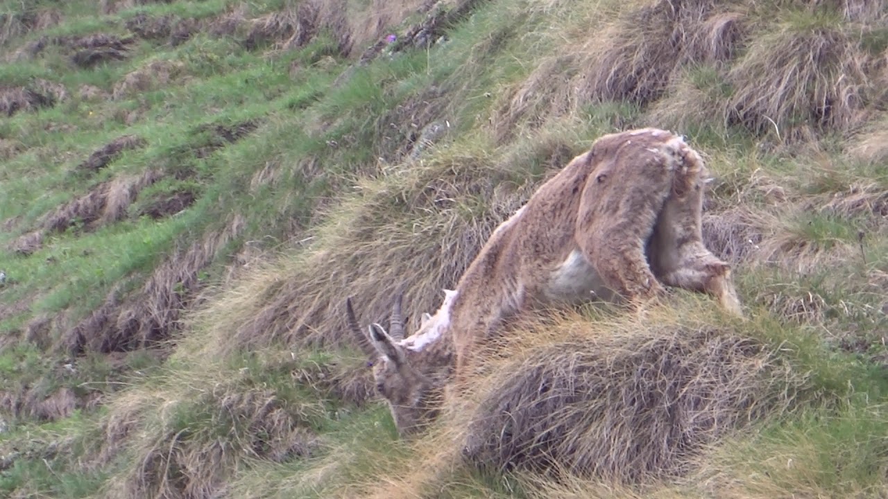 Ibex / Bouquetin   Dam/Barrage Grande Dixence - Valais - Switzerland - 14.06.2019