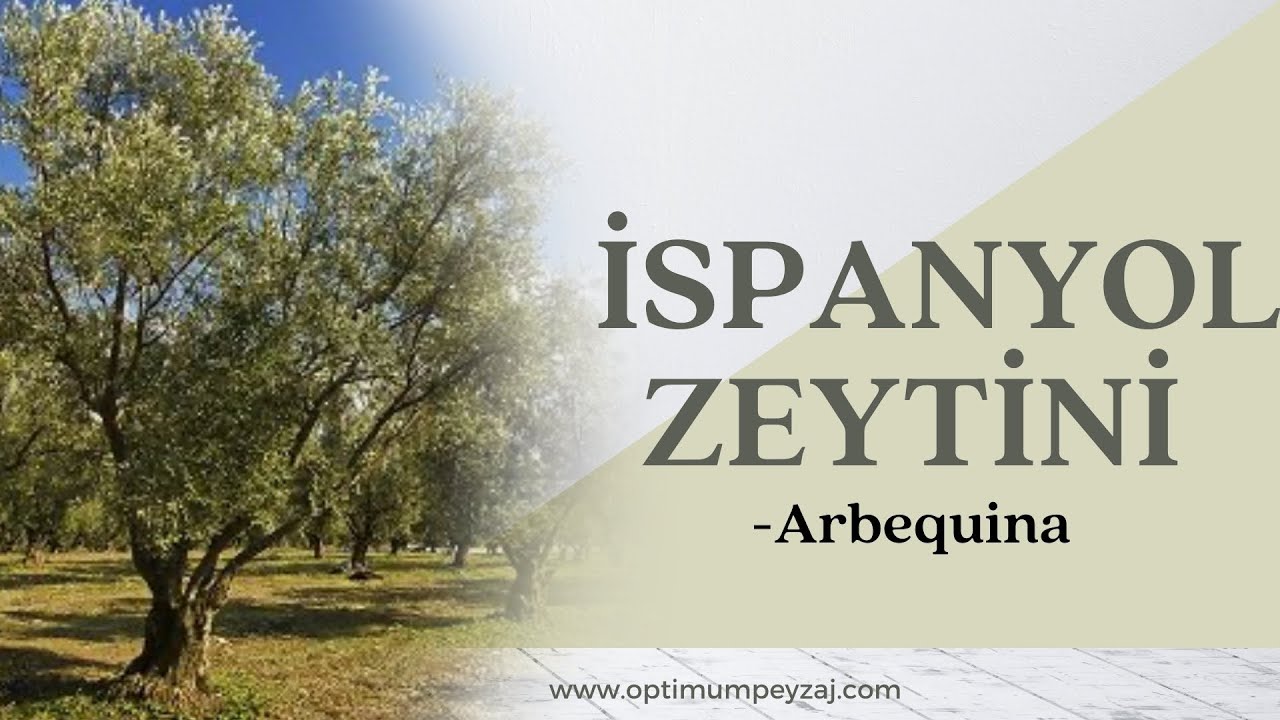 BİTKİ ANSİKLOPEDİSİ | İSPANYOL ZEYTİNİ - ARBEQUİNA NEDİR? İSTEKLERİ NELERDİR? NERELERDE YETİŞİR?