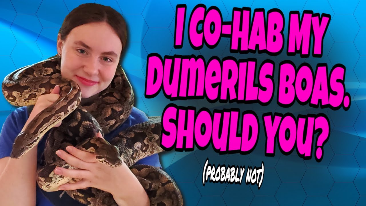 Why I Co-Hab My Dumerils Boas + Breeding Update!