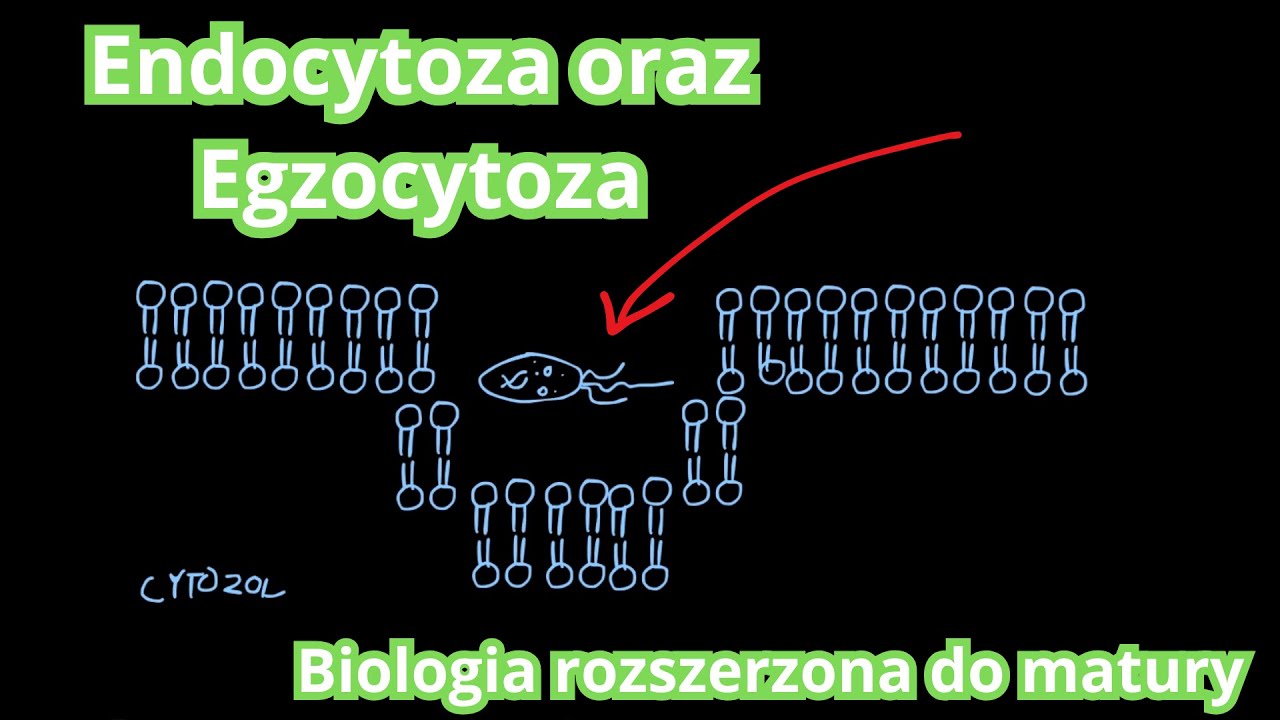 Endocytoza (fagocytoza, pinocytoza), Egzocytoza | Biologia do matury