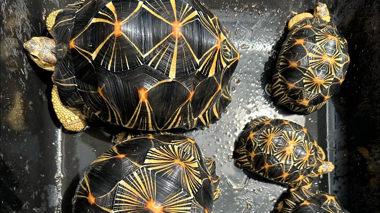 Radiated tortoise update! Flash floods and feeding all the tortoises around the backyard!