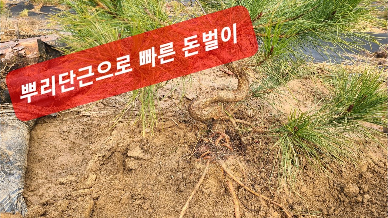 17화:소나무 뿌리단근으로 빠른성장 유도(이천농장)