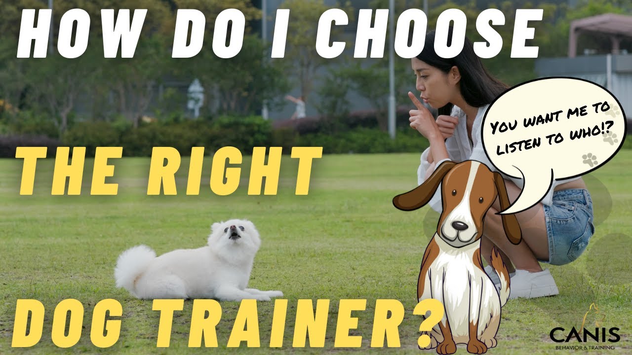 How Do I Choose the Right Dog Trainer?