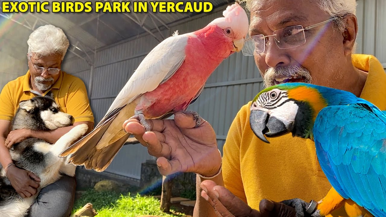 Birds park & Pet farm at Peeku Park, Yercaud 😍| அரியவகை பறவைகள்!
