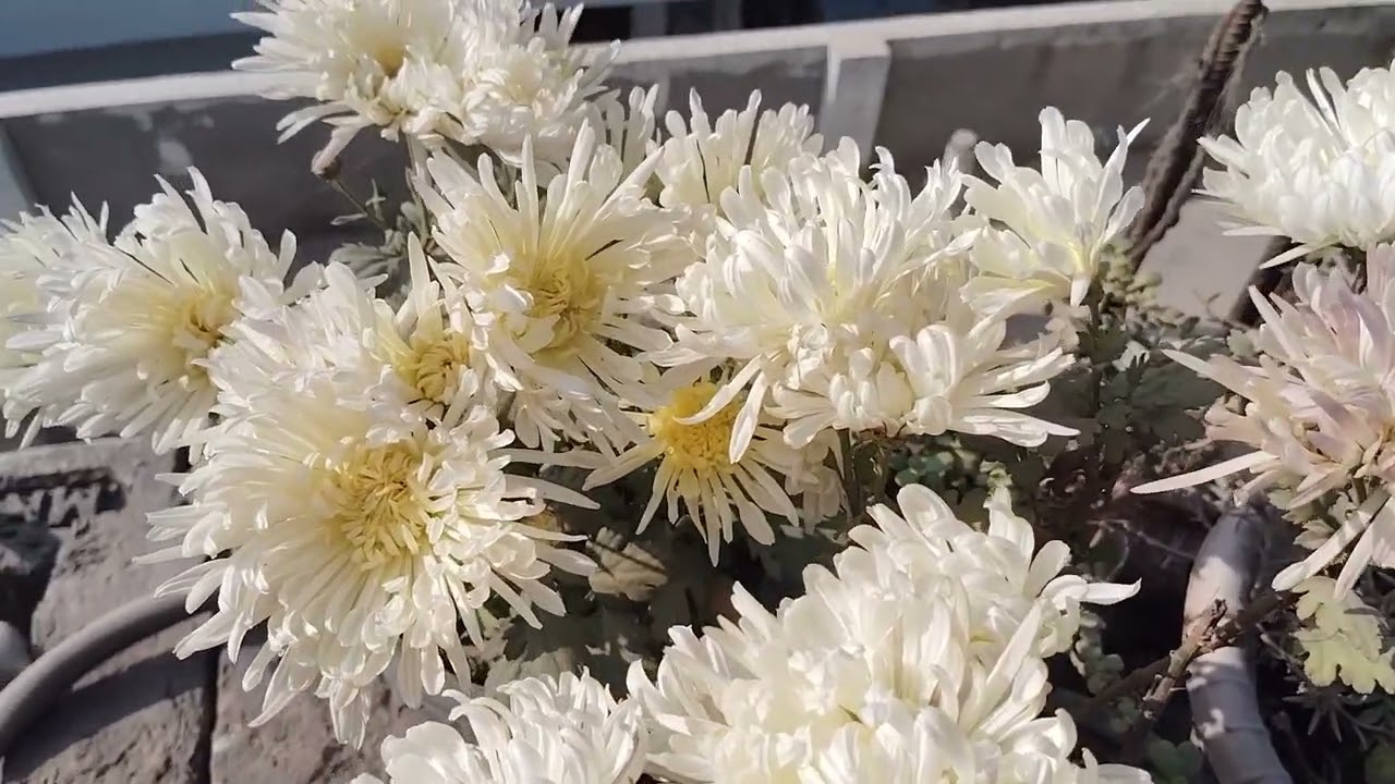 फरवरी में अपने plant  को दें ये जादुई fertilizerइससे होगी फूलों कीबरसात # Chrysanthemum plant
