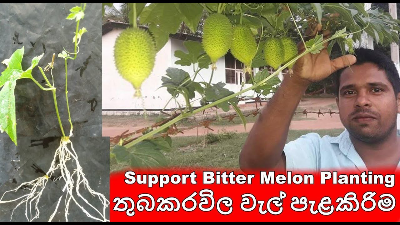 තුබකරවිල වැල් පැළකිරිම Support Bitter Melon Planting,ගෙවතු වගාව ,gewathu wagawa ,kabanika wagawa,