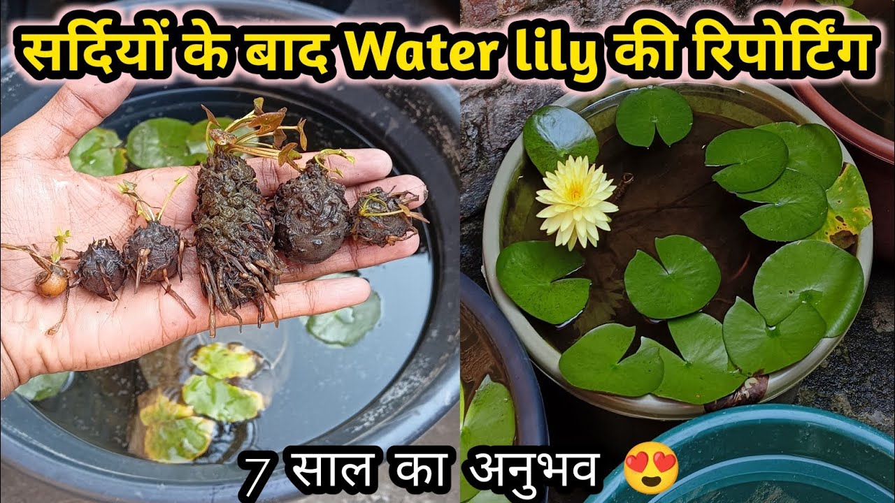 Water Lily Repotting After Winter Dormancy 😍🪷. #waterlily #plantrepotting #tropicalwaterlily 