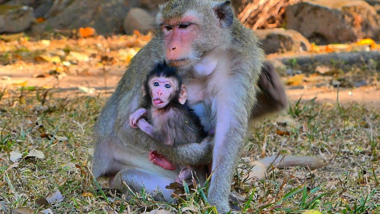 Lovely Mom Princess with Baby Padora(Girl). |AmberTroop