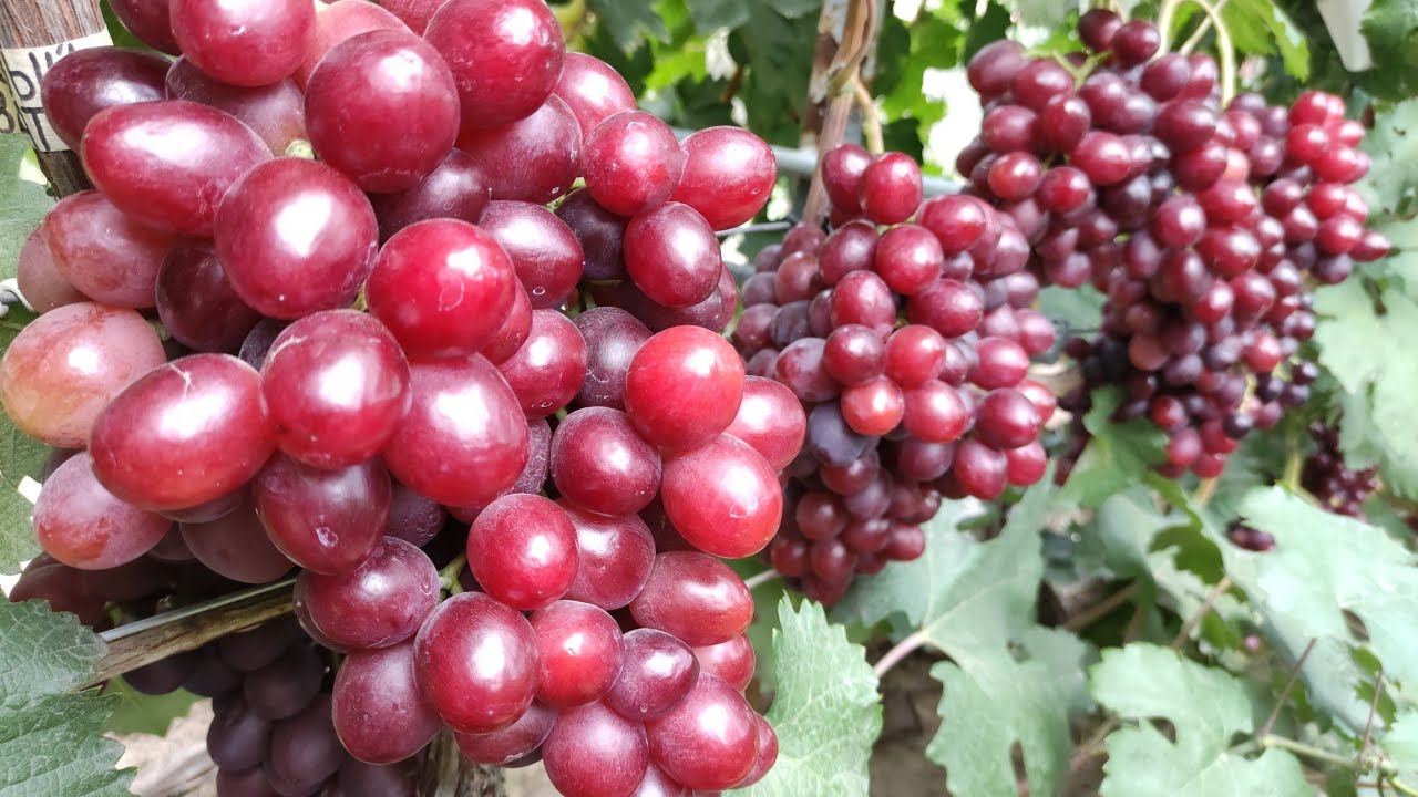 ТОП СВЕРХ-РАННИХ И РАННИХ СОРТОВ ВИНОГРАДА 2024! 🍇🍇🍇 ЧАСТЬ 3! WhatsApp и Viber +79528500417.