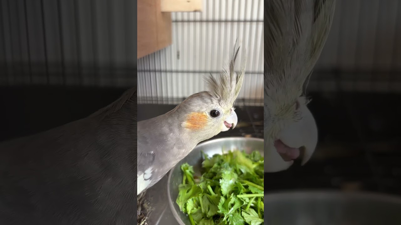 Cockatiel bird🐦 feeding ☘️| #cockatiel #cockatielsound #cockatielsinging #cocktails #birds #budgies