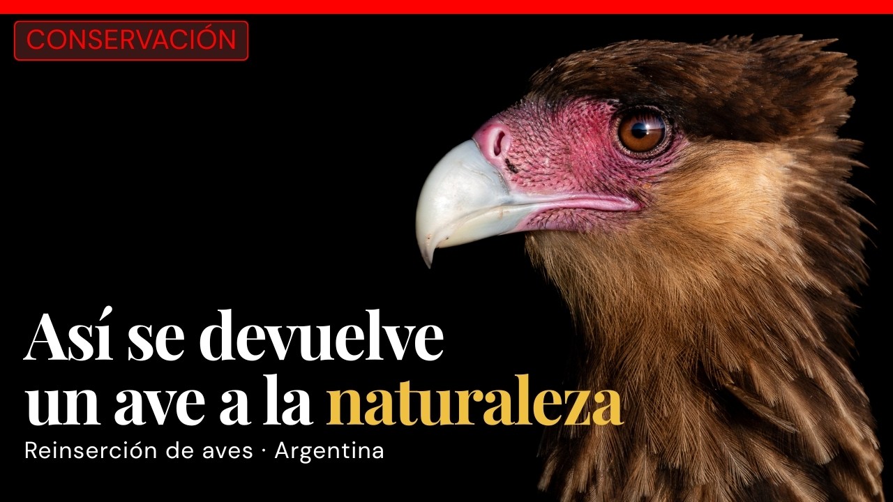 VOLVER A VOLAR: la REINSERCIÓN de un Carancho juvenil