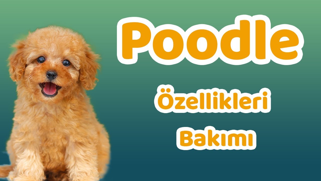 Poodle özellikleri, bakımı, beslenmesi, sağlığı ve eğitimleri