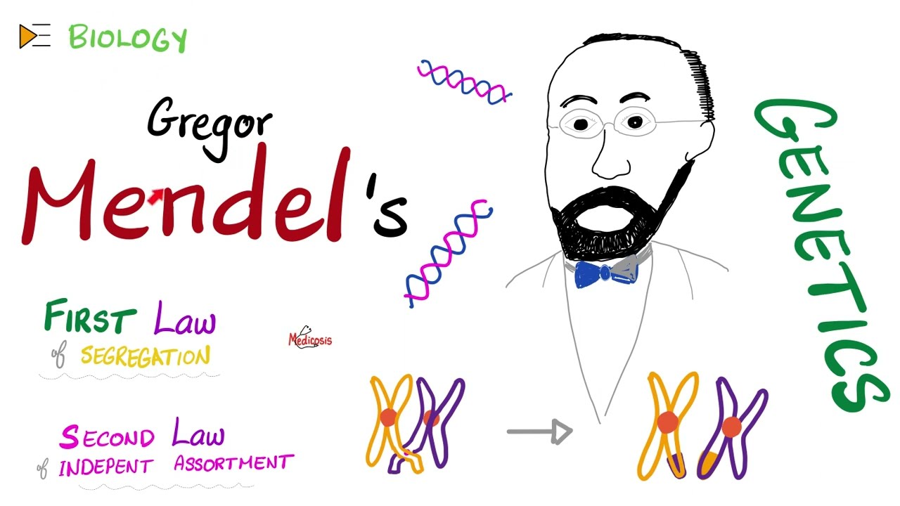 1st & 2nd Mendelian Laws - Genetics Lectures 🧬