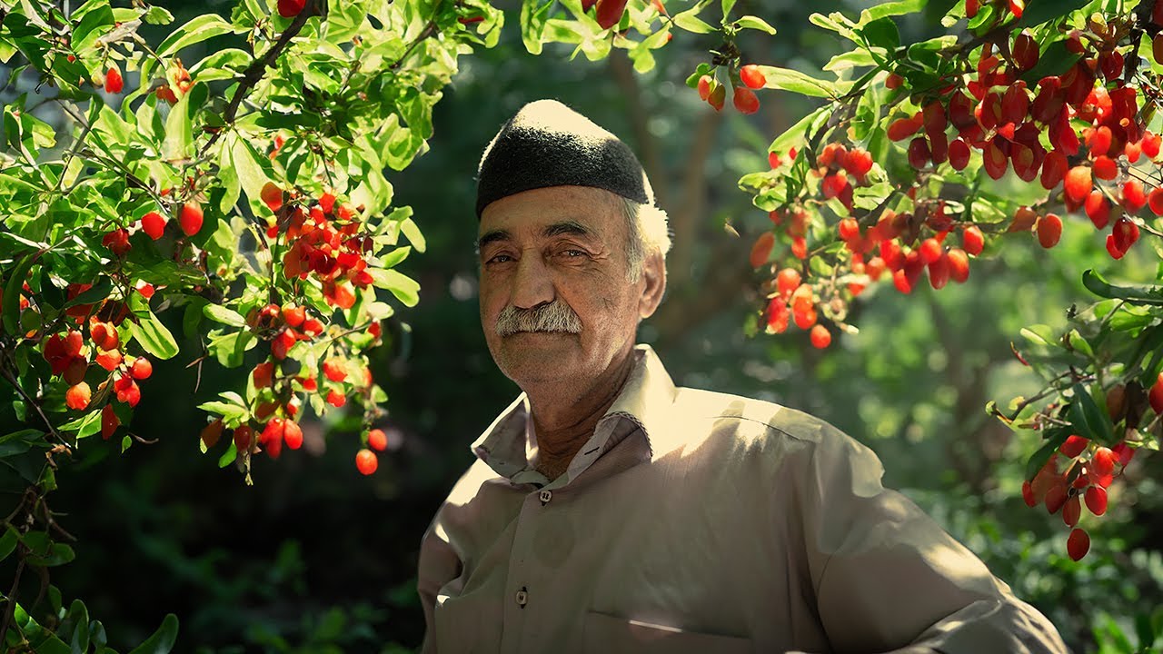 A Journey to the Heart of Iran&rsquo;s CORNELIAN CHERRY Orchards: An Experience of Nature & Hospitality
