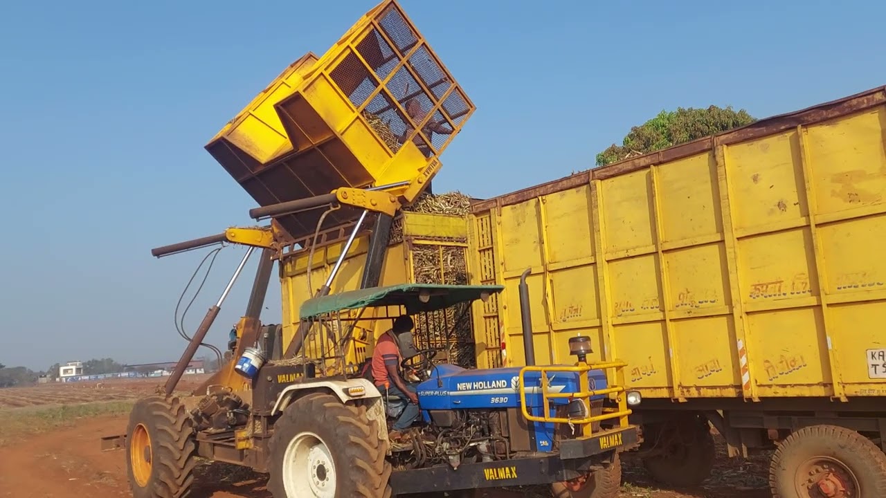 harvested sugercane dumping in trolly. newholland infilder