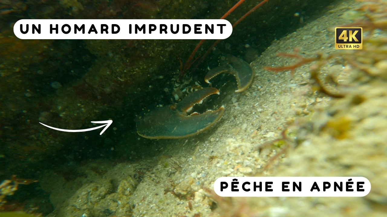 Je vous emmène pêcher un HOMARD en plongée ! Chasse sous marine Bretagne Sud
