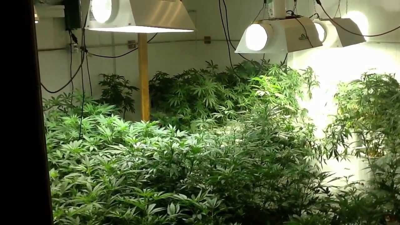 Caregiver Grow for Sale