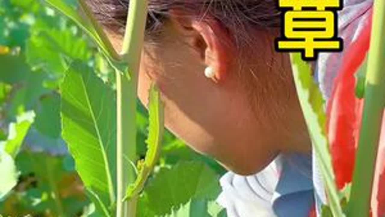 做农村的猪还真是幸福啊，我亲自去给它做饭吃。#来一口春天的野菜 #美好乡村春耕季 #大山里的味道 #抖音记录农村生活 #养猪也能优雅永不过时