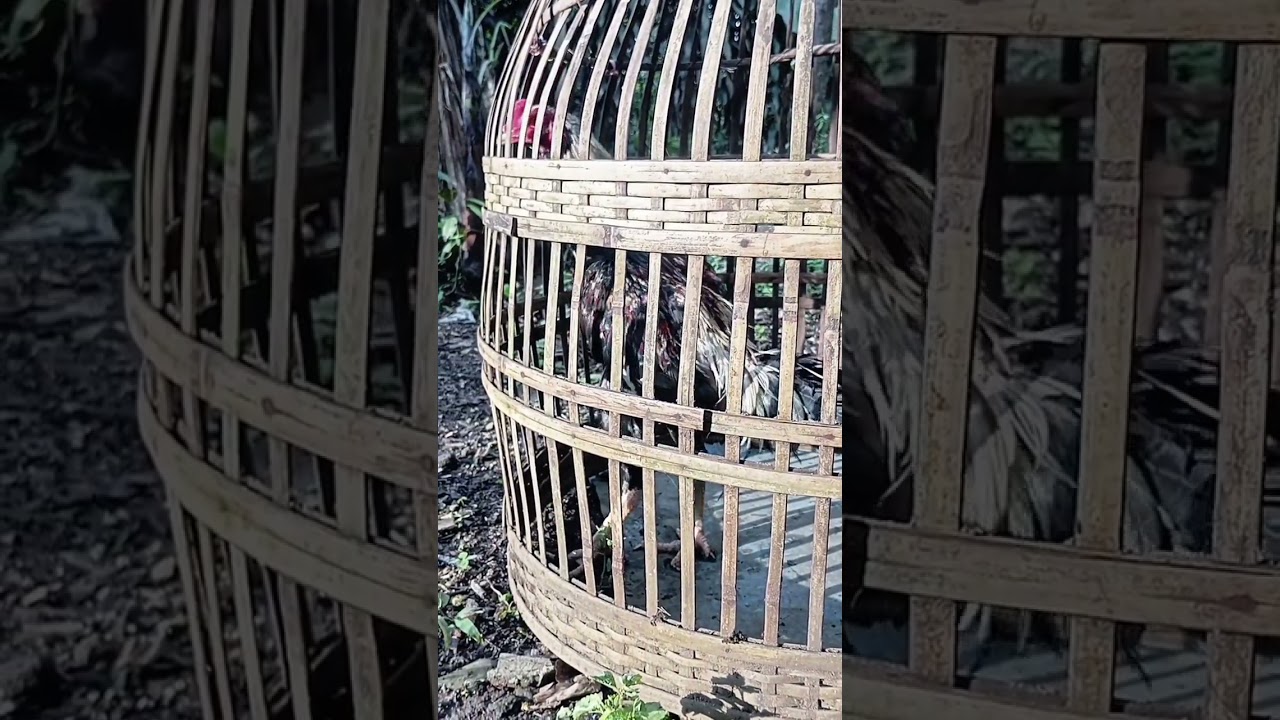 dipanasin#shortvideo