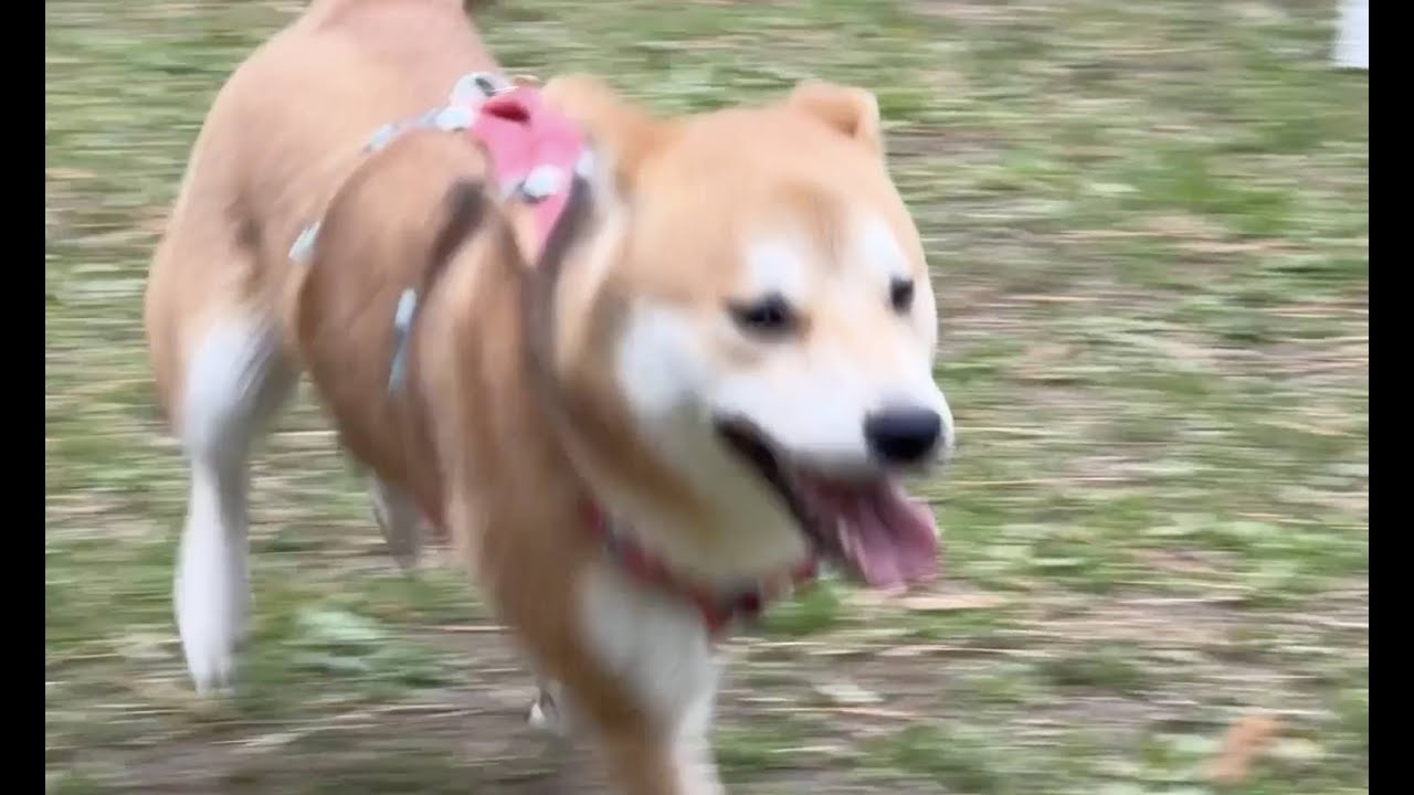 【爆走】柴犬を横浜のドッグランで解放したら止まらなくなった