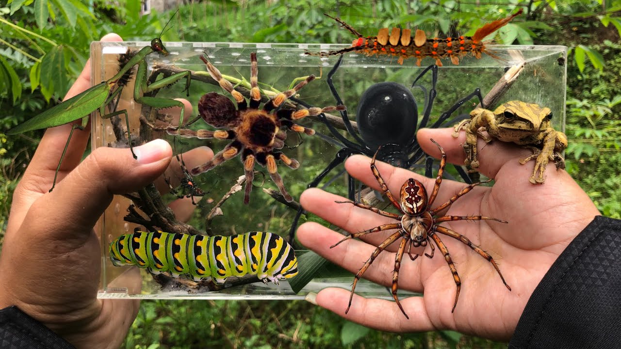 hunting spider and insect in the wild‼️catch house spider, poisonous caterpillar, mantis,frog,beetle