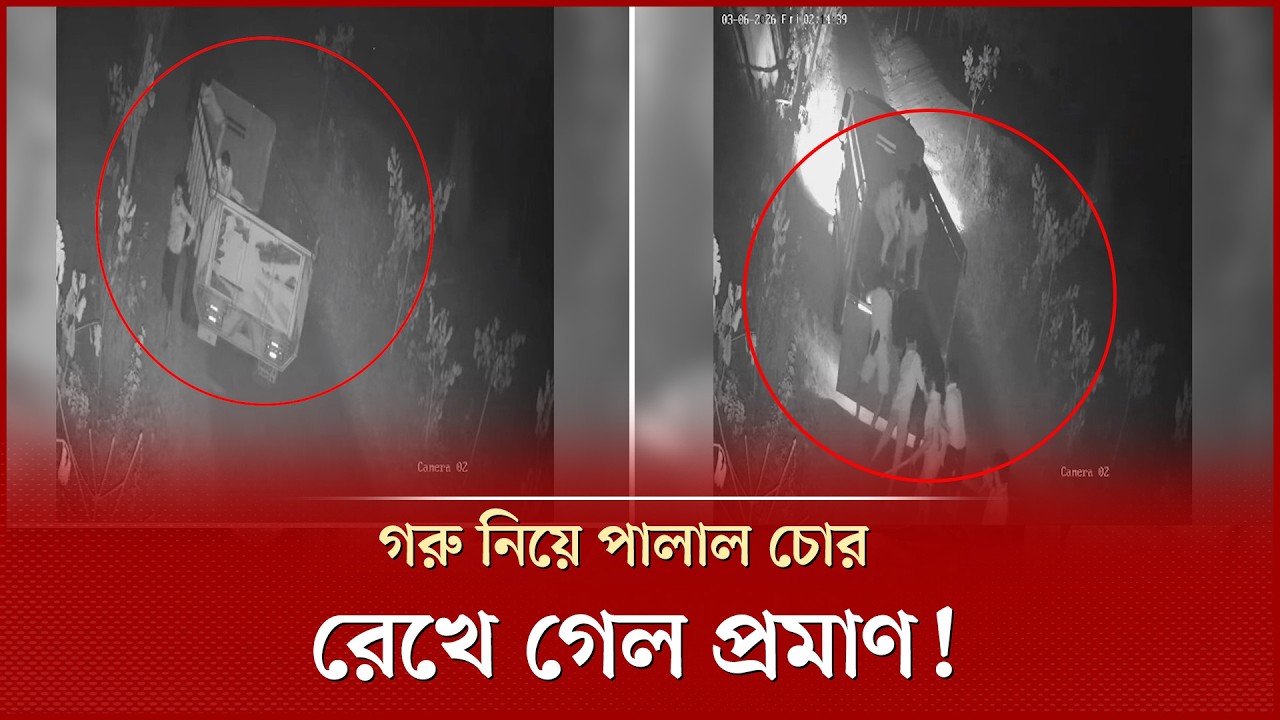 গোয়ালঘরের তালা ভেঙে ৪ গরু চুরি, সিসিটিভিতে ধরা পড়ল দৃশ্য | Cow Theft | CCTV Footage  | Shakhipur