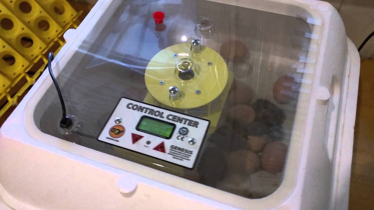 HovaBator Genesis Incubator First Use