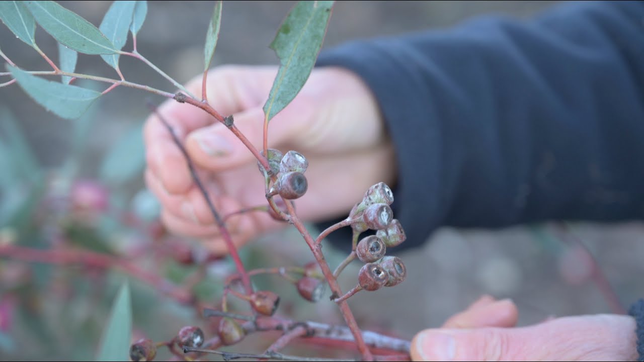 How to Propagate Australian Native Plants