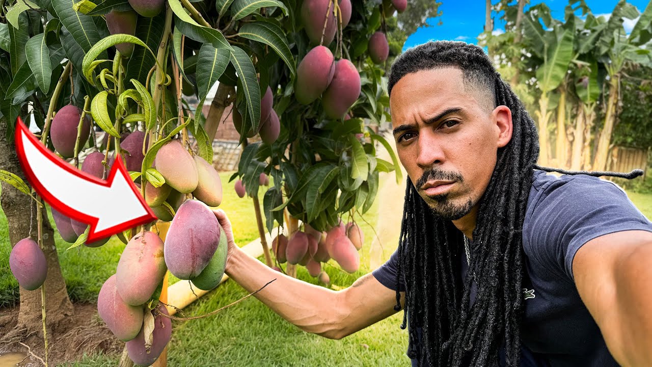 Meu Sítio tá produzindo muito