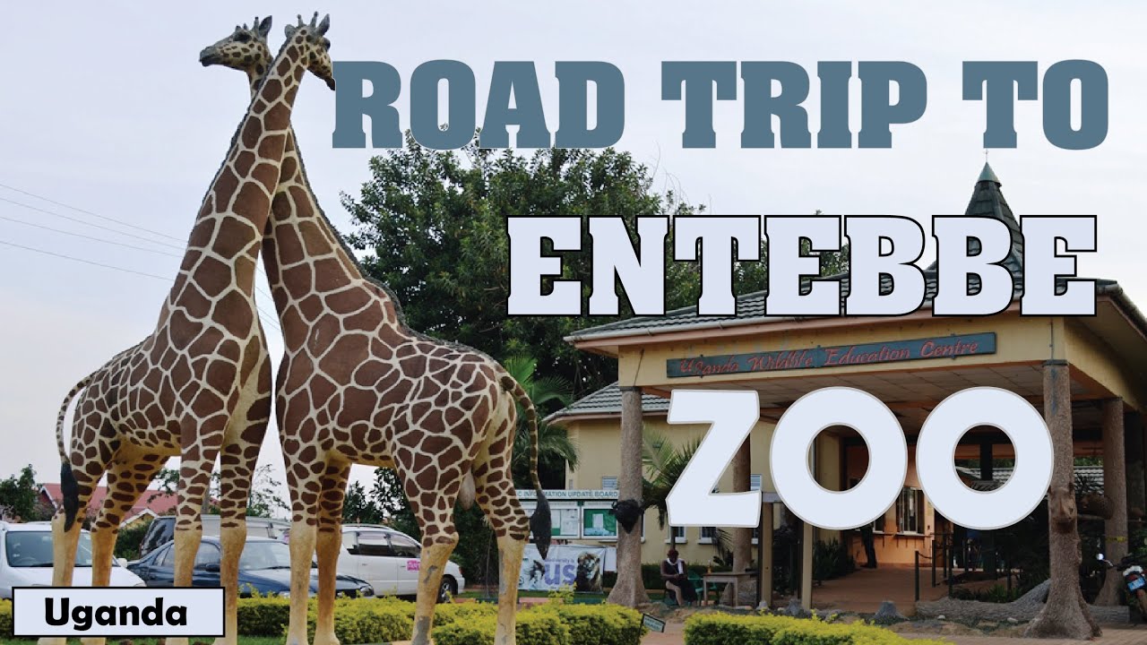 Road Trip to Entebbe Zoo Uganda Wildlife Conservation Centre Travel Uganda Africa