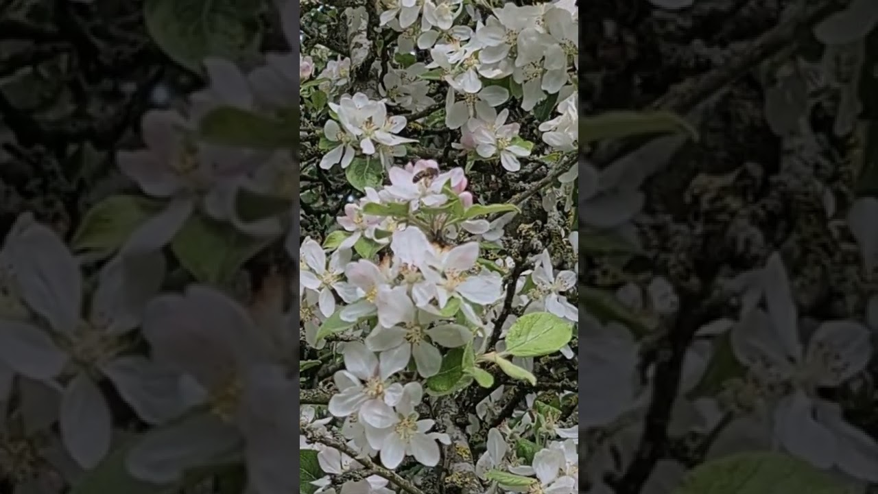BEES POLLINATING APPLE BLOSSOMS IN BRITISH COUNTRYSIDE