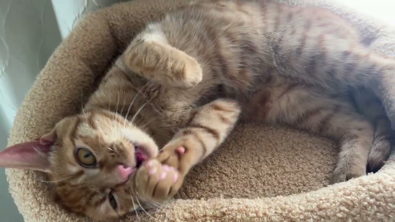病院帰りの猫