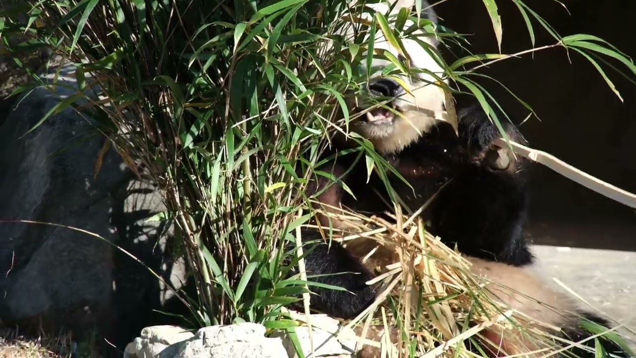 ジャイアントパンダ　２