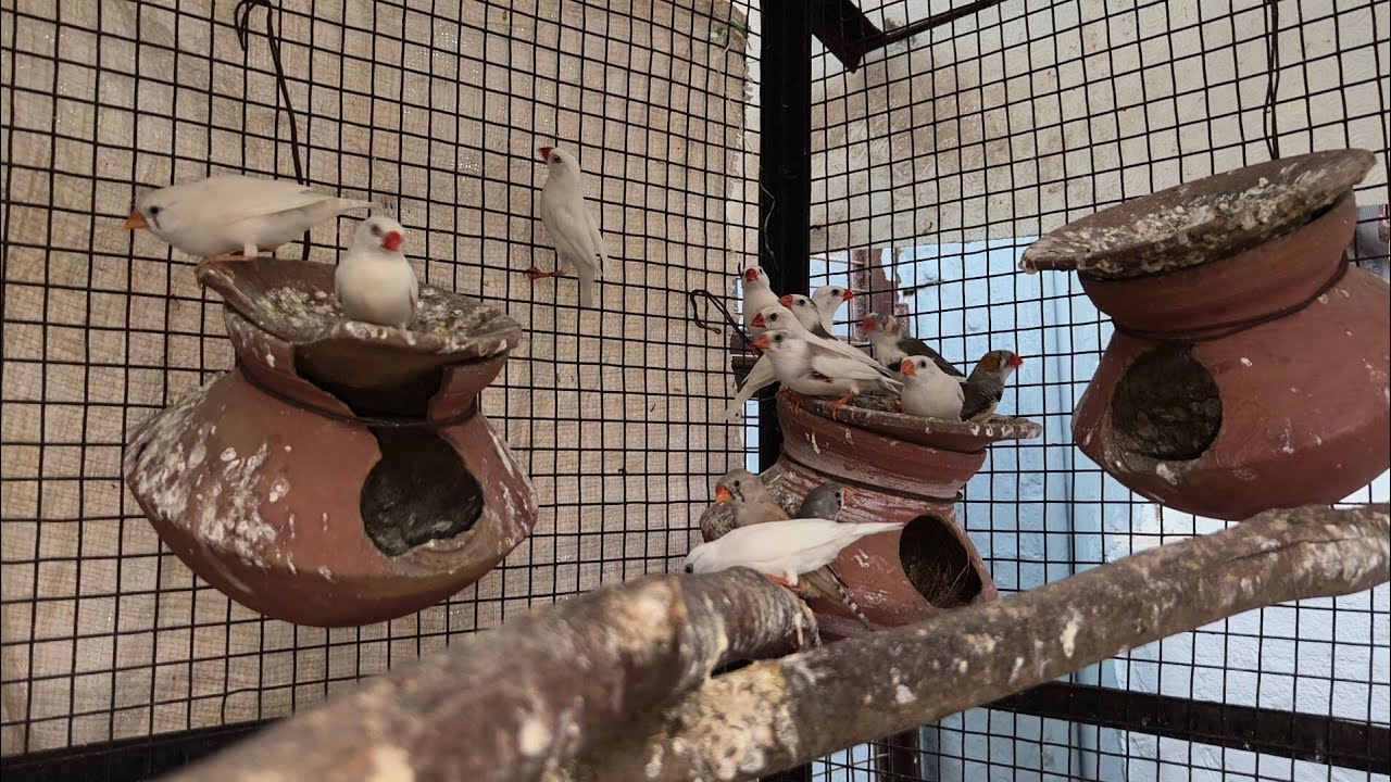 CHECKING FINCHES NESTING 🪹 POT @PARROTDIPANKAR 