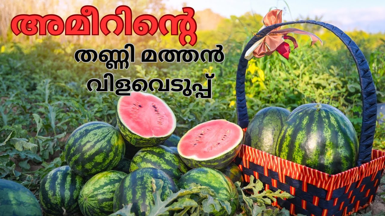 അമീറിന്റെ തണ്ണിമത്തൻ വിളവെടുപ്പ്: നൂറുമേനി വിജയത്തിന്റെ സന്തോഷം! 🍉