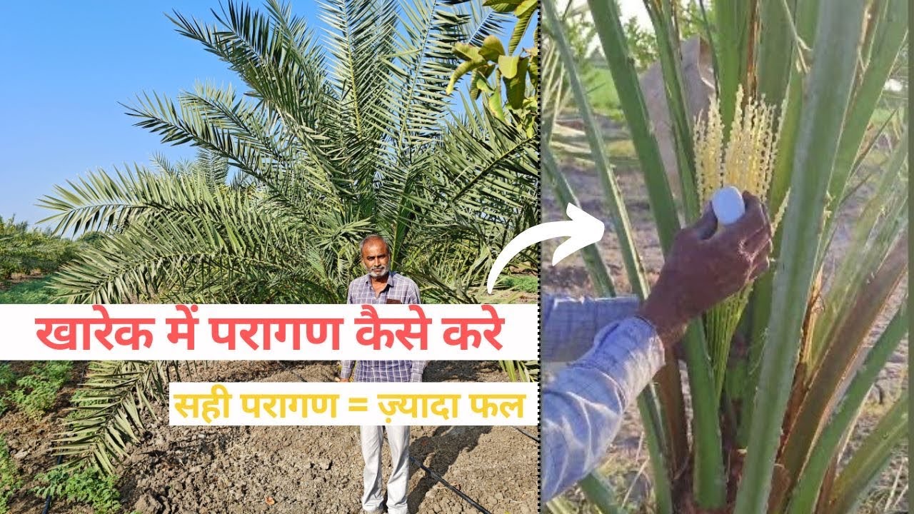 ORGANIC DATES POLLINATION | પ્રાકૃતિક ખારેક નું ફલીનીકરણ.|ORGANIC DATES AGRICULTURE| ખારેક ની ખેતી|