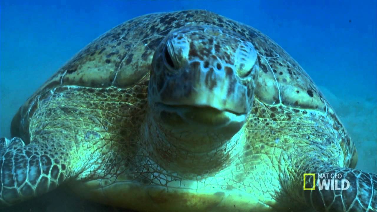 PBkids with NatGeo: Meet the Green Sea Turtles