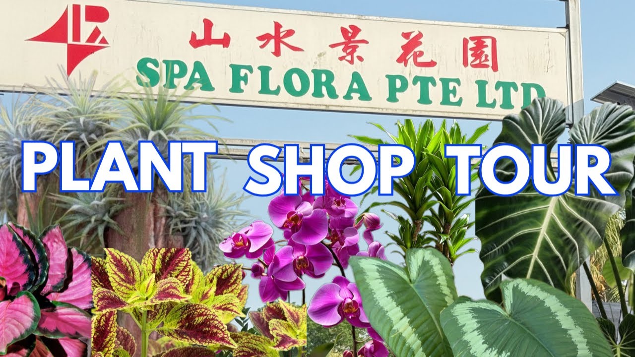 Plant Shop Tour | Singapore Plant Shop Tour | Visit To Plant Shop