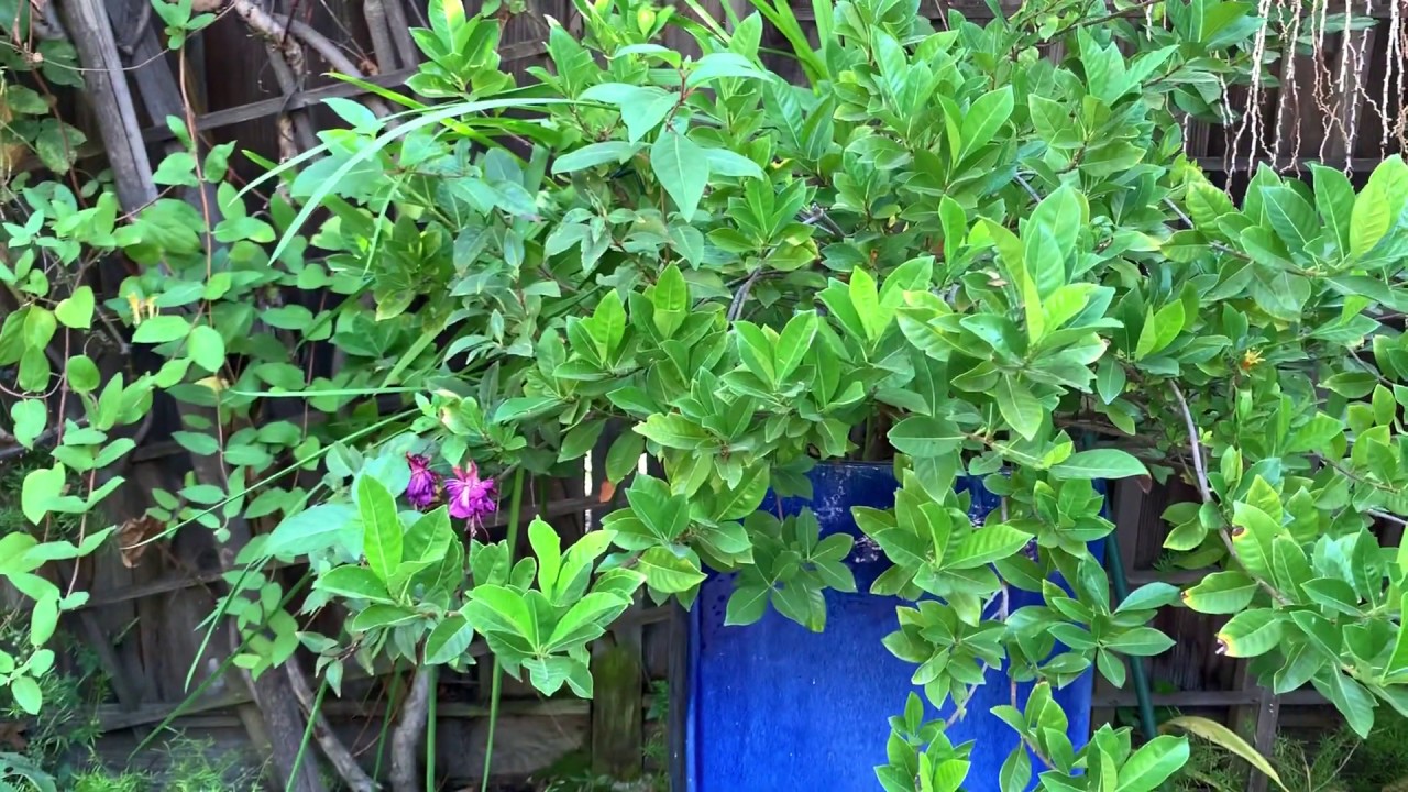 Backyard report- 20191110 asmr