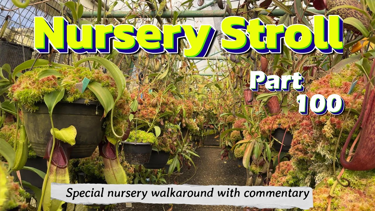 The Ultimate Nepenthes Greenhouse Tour