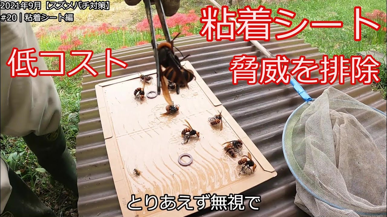 No20【スズメバチ対策】粘着シート編1