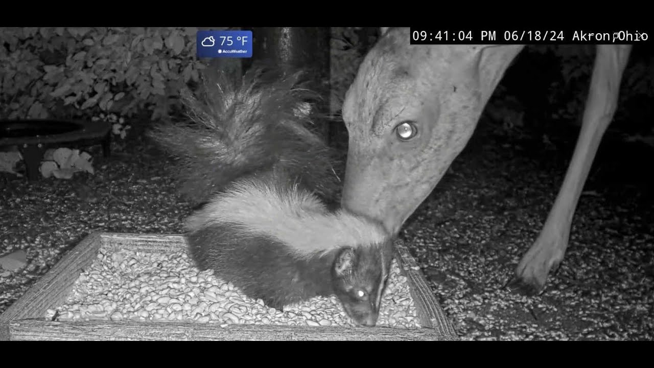Skunk vs Deer at BWHQ