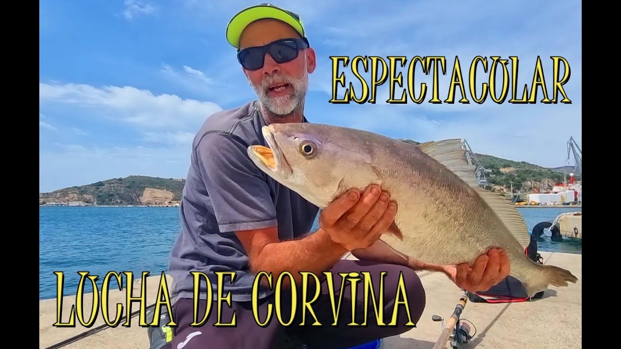 ESPECTACULAR LUCHA DE CORVINA 🎣🐟
