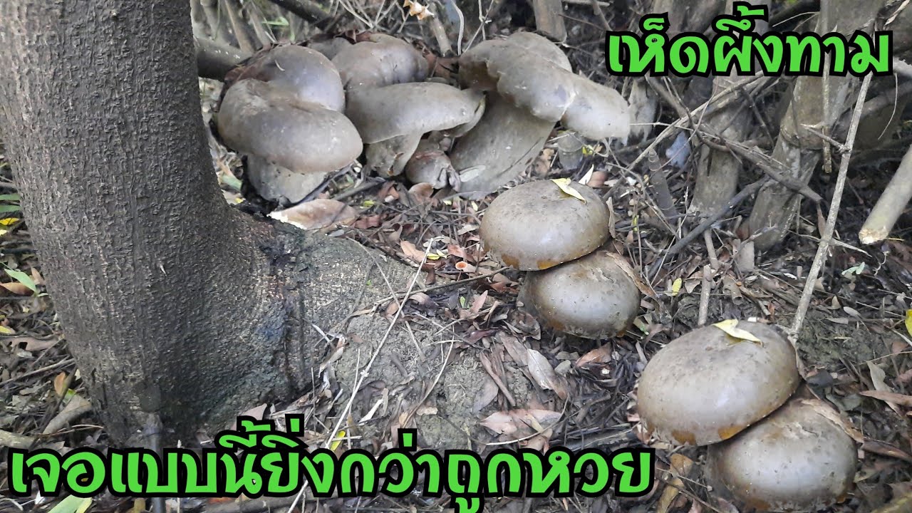 เจอแบบนี้คุณทำยังไง เมื่อสาวเฉิ่มมาเจอเห็ดออกเลยเกิดอาการนี้บอกเลยหัวใจจะวาย
