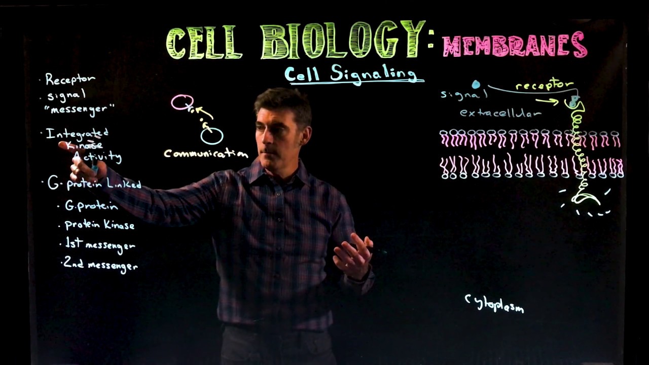 Cell Signaling
