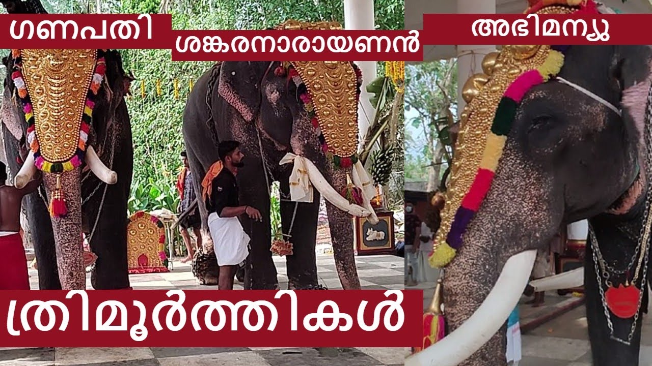 ആറാട്ടിനൊരുങ്ങി ത്രിമൂര്‍ത്തികള്‍... കാണാം കൊമ്പന്മാരുടെ ആറാട്ട് ഒരുങ്ങല്‍... @familykampany